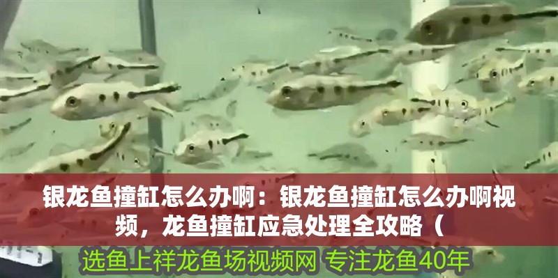 銀龍魚撞缸怎么辦啊：銀龍魚撞缸怎么辦啊視頻，龍魚撞缸應急處理全攻略（