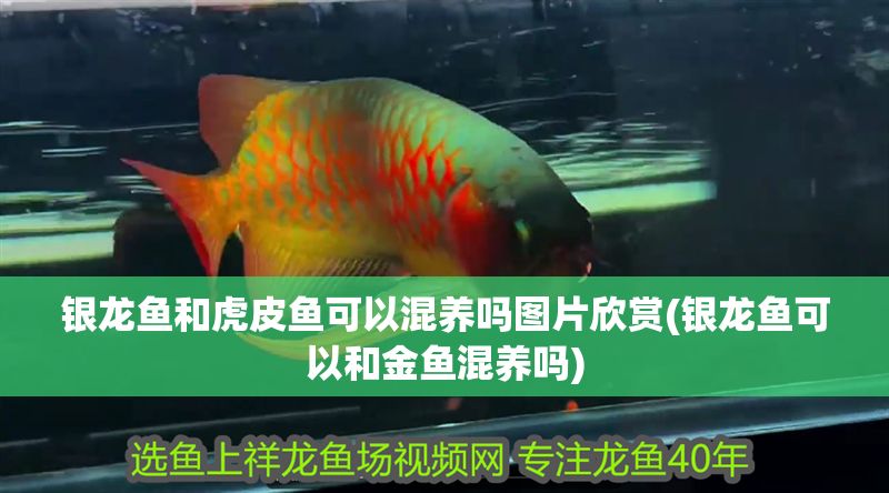 銀龍魚和虎皮魚可以混養(yǎng)嗎圖片欣賞(銀龍魚可以和金魚混養(yǎng)嗎)