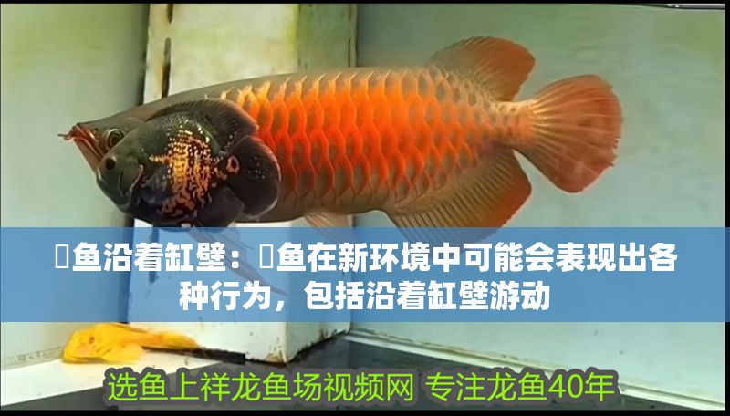 魟魚沿著缸壁：魟魚在新環境中可能會表現出各種行為，包括沿著缸壁游動
