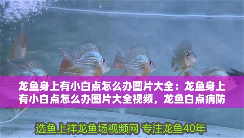 龍魚身上有小白點(diǎn)怎么辦圖片大全：龍魚身上有小白點(diǎn)怎么辦圖片大全視頻，龍魚白點(diǎn)病防治全攻略，圖文視頻詳解處理方法