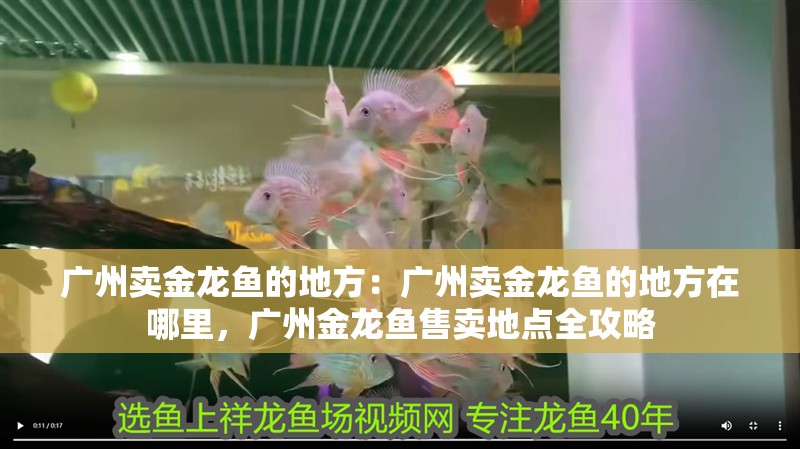 廣州賣金龍魚的地方：廣州賣金龍魚的地方在哪里，廣州金龍魚售賣地點全攻略