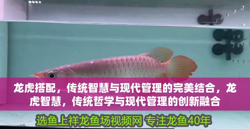 龍虎搭配，傳統智慧與現代管理的完美結合，龍虎智慧，傳統哲學與現代管理的創新融合