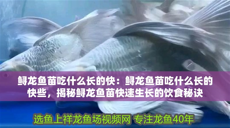 鱘龍魚苗吃什么長的快：鱘龍魚苗吃什么長的快些，揭秘鱘龍魚苗快速生長的飲食秘訣