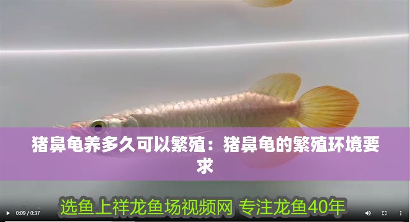 豬鼻龜養多久可以繁殖：豬鼻龜的繁殖環境要求