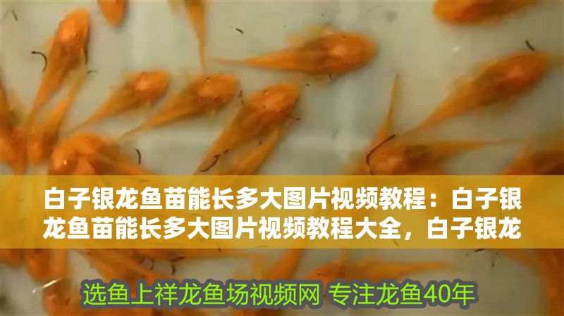 白子銀龍魚苗能長(zhǎng)多大圖片視頻教程：白子銀龍魚苗能長(zhǎng)多大圖片視頻教程大全，白子銀龍魚苗成長(zhǎng)全解析，圖片視頻教程與