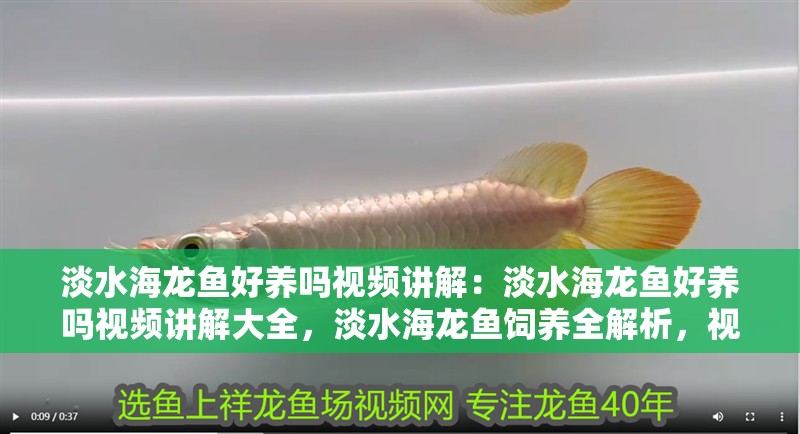 淡水海龍魚好養嗎視頻講解：淡水海龍魚好養嗎視頻講解大全，淡水海龍魚飼養全解析，視頻講解助你輕松掌握