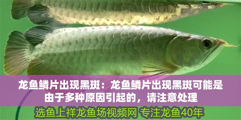 龍魚鱗片出現黑斑：龍魚鱗片出現黑斑可能是由于多種原因引起的，請注意處理
