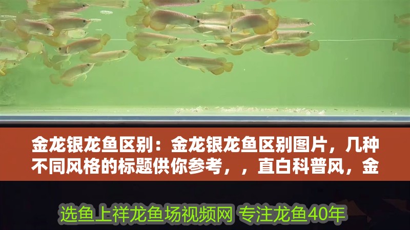 金龍銀龍魚區別：金龍銀龍魚區別圖片，幾種不同風格的標題供你參考，，直白科普風，金龍與銀龍魚，直觀對比及區別圖片解析，吸引眼球風，驚！金龍、銀龍魚大不同，高清區別圖揭秘，實用指南風，一文看懂金龍和銀龍魚的區別