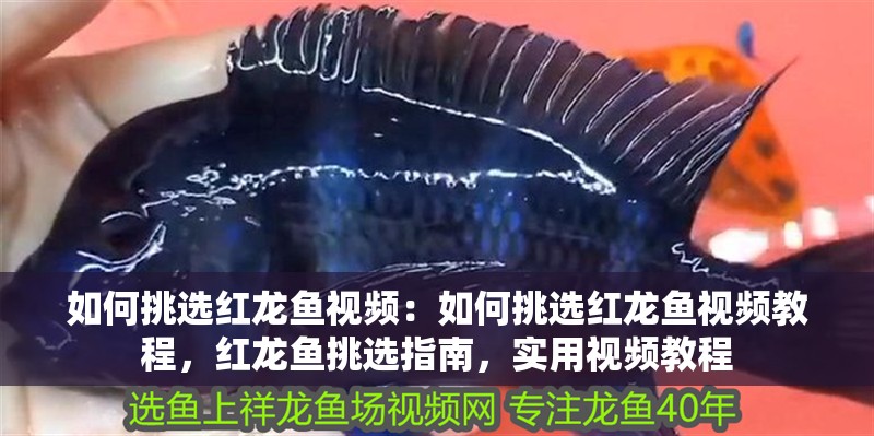 如何挑選紅龍魚(yú)視頻:如何挑選紅龍魚(yú)視頻教程,紅龍魚(yú)挑選指南,實(shí)用視頻教程 水族問(wèn)答 如何挑選紅龍魚(yú)視頻:如何挑選紅龍魚(yú)視頻教程,紅龍魚(yú)挑選指南,實(shí)用視頻教程 如何挑選紅龍魚(yú)視頻:如何挑選紅龍魚(yú)視頻教程,紅龍魚(yú)挑選指南,實(shí)用視頻教程 水族問(wèn)答