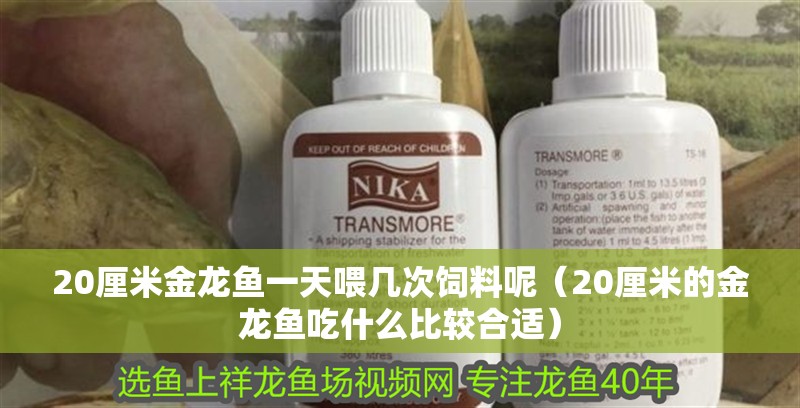 20厘米金龍魚一天喂幾次飼料呢（20厘米的金龍魚吃什么比較合適）