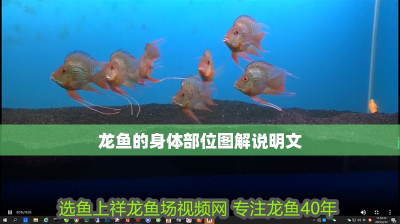 龍魚的身體部位圖解說明文