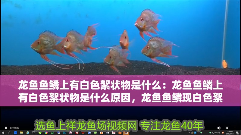 龍魚魚鱗上有白色絮狀物是什么：龍魚魚鱗上有白色絮狀物是什么原因，龍魚魚鱗現(xiàn)白色絮狀物