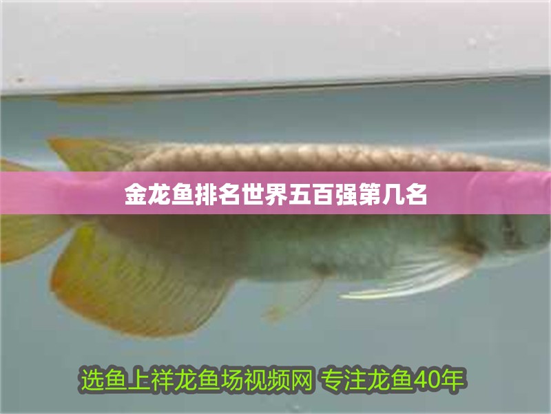 金龍魚排名世界五百強第幾名 龍魚百科 第2張 金龍魚排名世界五百強第幾名 金龍魚排名世界五百強第幾名 龍魚百科 第2張