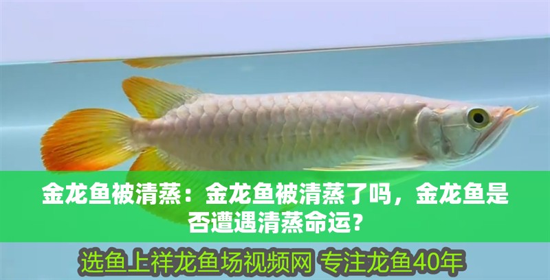 金龍魚被清蒸：金龍魚被清蒸了嗎，金龍魚是否遭遇清蒸命運？