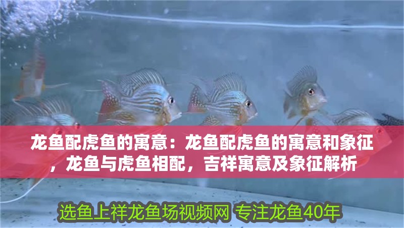 龍魚配虎魚的寓意：龍魚配虎魚的寓意和象征，龍魚與虎魚相配，吉祥寓意及象征解析 龍魚配虎魚的寓意：龍魚配虎魚的寓意和象征，龍魚與虎魚相配，吉祥寓意及象征解析 水族問答