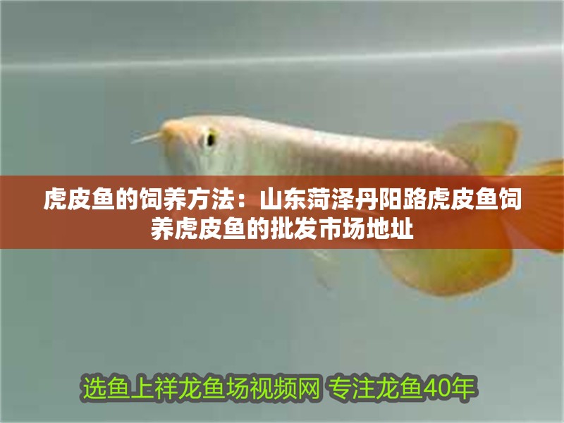 虎皮魚的飼養方法：山東菏澤丹陽路虎皮魚飼養虎皮魚的批發市場地址
