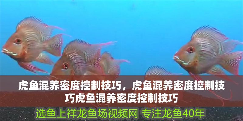虎魚混養(yǎng)密度控制技巧，虎魚混養(yǎng)密度控制技巧虎魚混養(yǎng)密度控制技巧