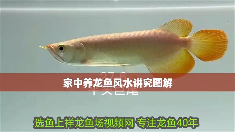 家中養(yǎng)龍魚風(fēng)水講究圖解