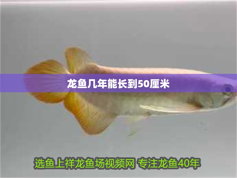 龍魚幾年能長到50厘米 龍魚幾年能長到50厘米 龍魚百科 第2張