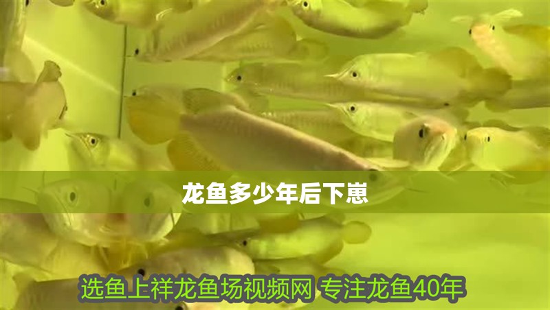 龍魚多少年后下崽