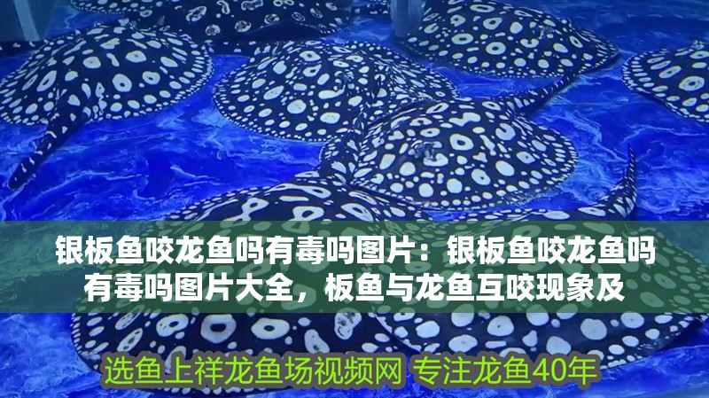 銀板魚咬龍魚嗎有毒嗎圖片：銀板魚咬龍魚嗎有毒嗎圖片大全，板魚與龍魚互咬現象及