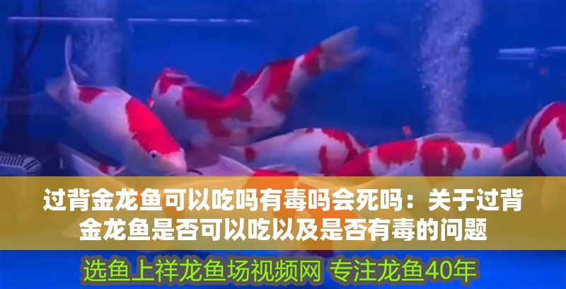 過背金龍魚可以吃嗎有毒嗎會(huì)死嗎：關(guān)于過背金龍魚是否可以吃以及是否有毒的問題