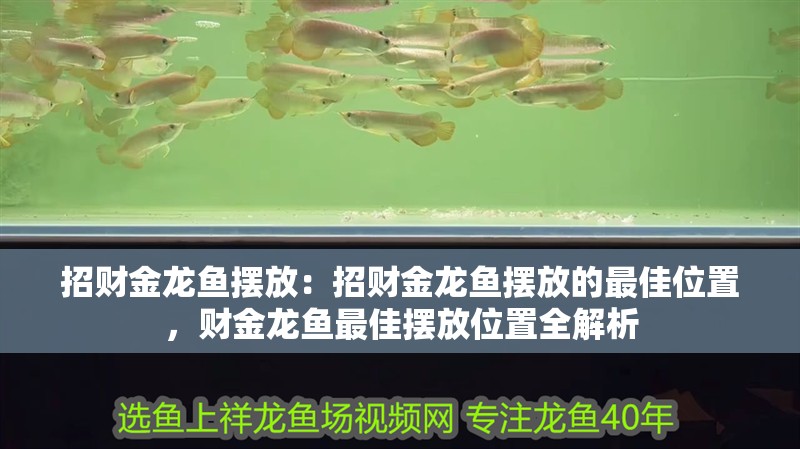 招財金龍魚擺放：招財金龍魚擺放的最佳位置，財金龍魚最佳擺放位置全解析