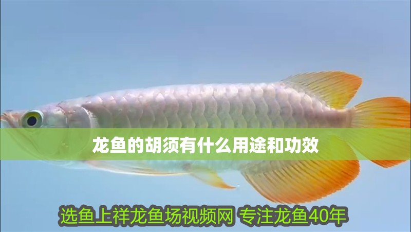 龍魚(yú)的胡須有什么用途和功效