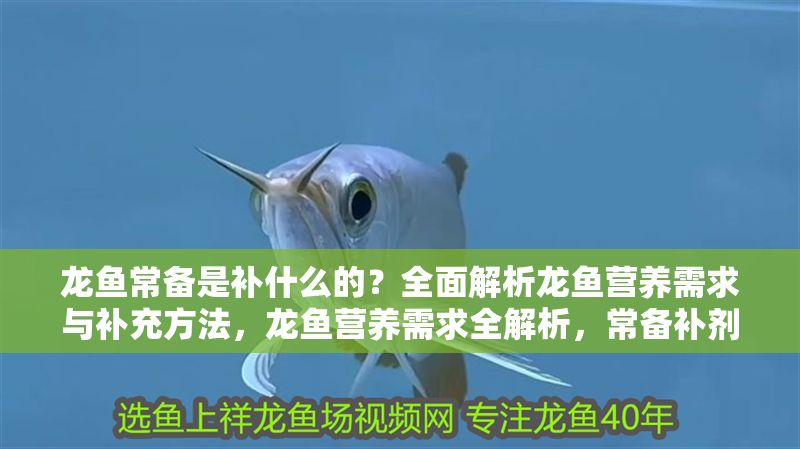 龍魚常備是補什么的？全面解析龍魚營養需求與補充方法，龍魚營養需求全解析，常備補劑與科學喂養指南 龍魚常備是補什么的？全面解析龍魚營養需求與補充方法，龍魚營養需求全解析，常備補劑與科學喂養指南 龍魚常見疾病 第1張