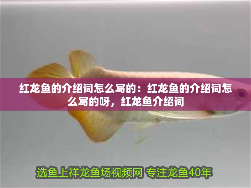 紅龍魚的介紹詞怎么寫的：紅龍魚的介紹詞怎么寫的呀，紅龍魚介紹詞
