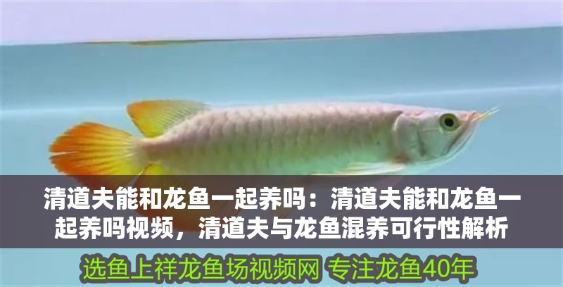 清道夫能和龍魚一起養嗎：清道夫能和龍魚一起養嗎視頻，清道夫與龍魚混養可行性解析