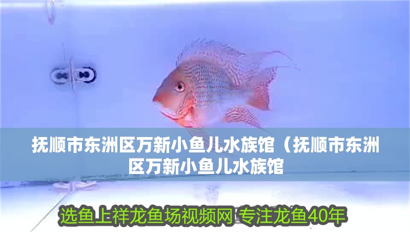 撫順市東洲區(qū)萬新小魚兒水族館（撫順市東洲區(qū)萬新小魚兒水族館