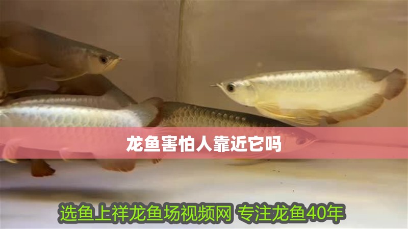 龍魚害怕人靠近它嗎