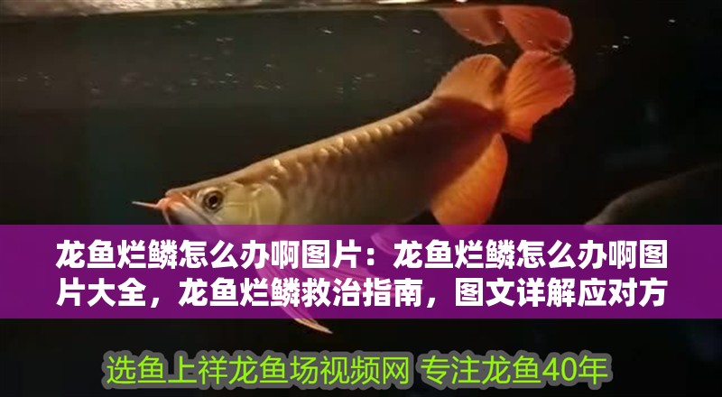 龍魚爛鱗怎么辦啊圖片：龍魚爛鱗怎么辦啊圖片大全，龍魚爛鱗救治指南，圖文詳解應對方法與圖片大全