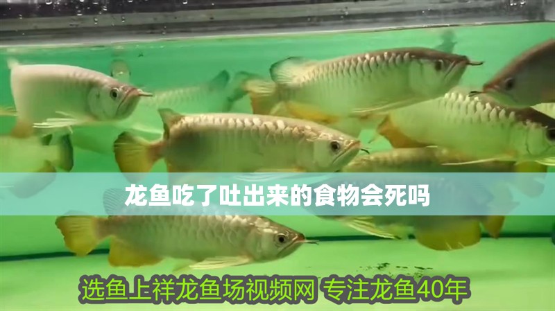 龍魚吃了吐出來的食物會(huì)死嗎
