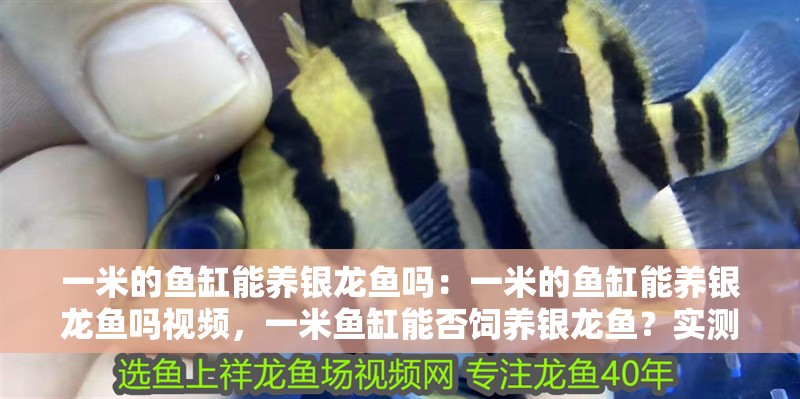 一米的魚缸能養銀龍魚嗎：一米的魚缸能養銀龍魚嗎視頻，一米魚缸能否飼養銀龍魚？實測解答+視頻