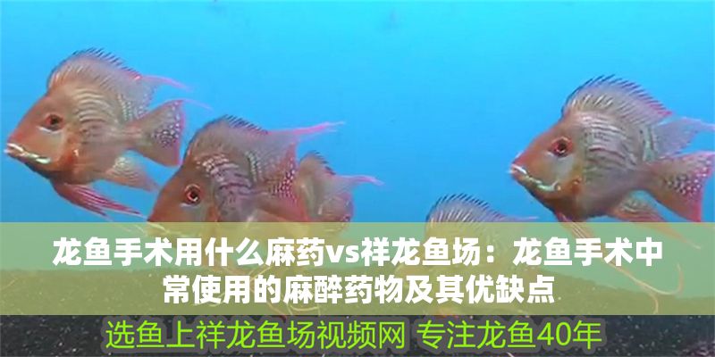 龍魚手術用什么麻藥vs祥龍魚場：龍魚手術中常使用的麻醉藥物及其優缺點