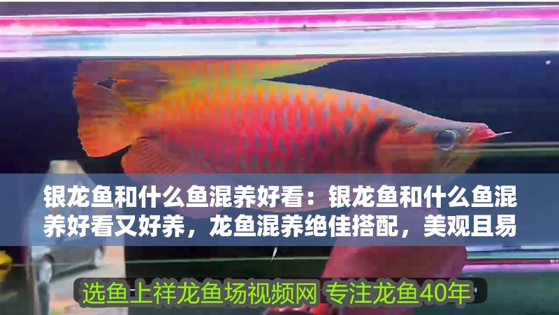 銀龍魚和什么魚混養(yǎng)好看：銀龍魚和什么魚混養(yǎng)好看又好養(yǎng)，龍魚混養(yǎng)絕佳搭配，美觀且易養(yǎng)的魚類