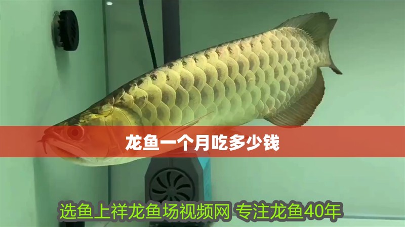 龍魚一個月吃多少錢