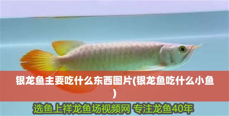 銀龍魚(yú)主要吃什么東西圖片(銀龍魚(yú)吃什么小魚(yú))