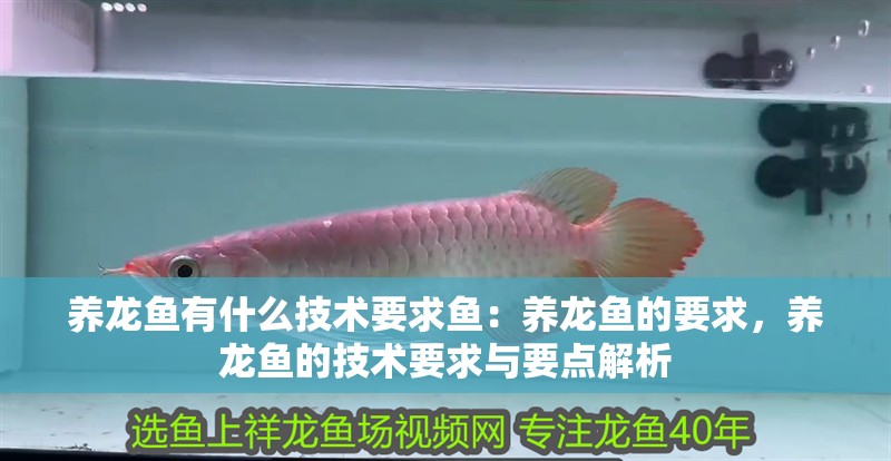 養龍魚有什么技術要求魚：養龍魚的要求，養龍魚的技術要求與要點解析