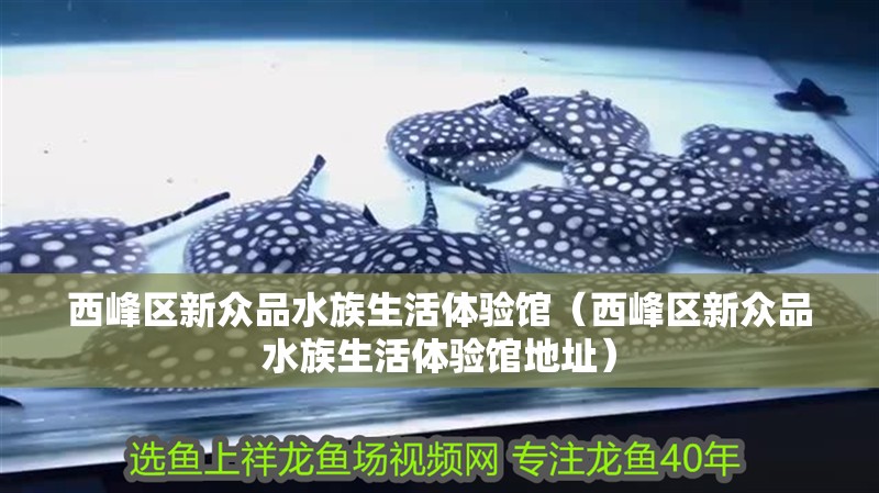 西峰區(qū)新眾品水族生活體驗(yàn)館（西峰區(qū)新眾品水族生活體驗(yàn)館地址）