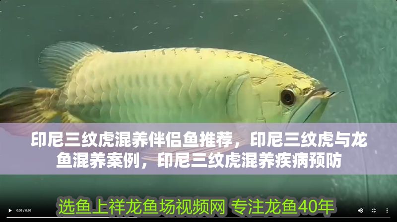 印尼三紋虎混養(yǎng)伴侶魚推薦，印尼三紋虎與龍魚混養(yǎng)案例，印尼三紋虎混養(yǎng)疾病預(yù)防