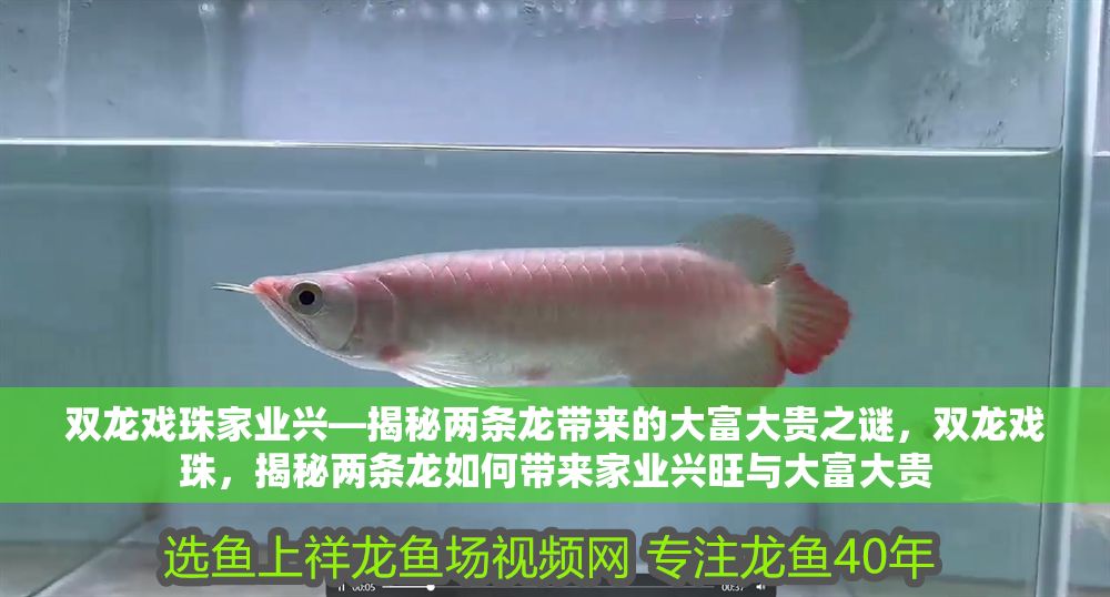 雙龍戲珠家業(yè)興—揭秘兩條龍帶來的大富大貴之謎，雙龍戲珠，揭秘兩條龍如何帶來家業(yè)興旺與大富大貴