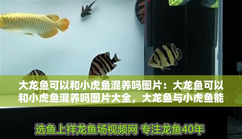 大龍魚可以和小虎魚混養嗎圖片：大龍魚可以和小虎魚混養嗎圖片大全，大龍魚與小虎魚能否混養？附高清圖片
