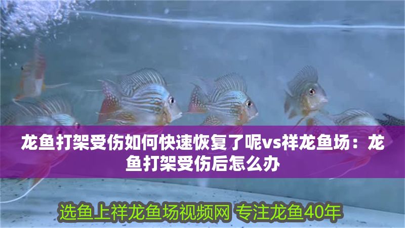 龍魚打架受傷如何快速恢復了呢vs祥龍魚場：龍魚打架受傷后怎么辦