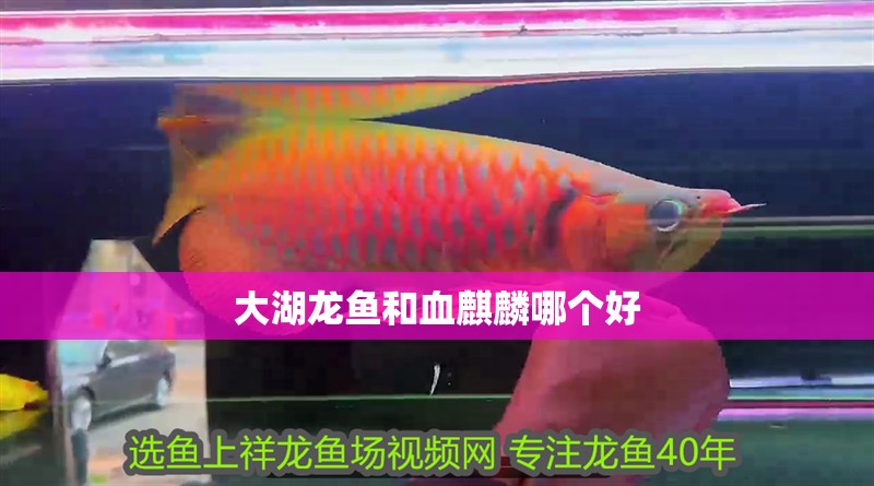 大湖龍魚和血麒麟哪個好