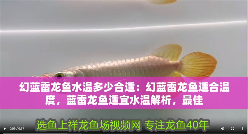 幻藍雷龍魚水溫多少合適：幻藍雷龍魚適合溫度，藍雷龍魚適宜水溫解析，最佳