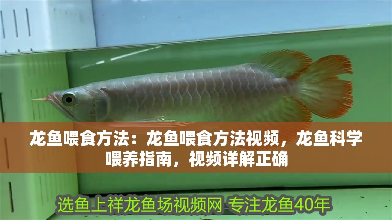 龍魚喂食方法：龍魚喂食方法視頻，龍魚科學喂養(yǎng)指南，視頻詳解正確