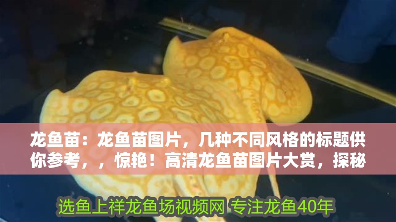 龍魚苗：龍魚苗圖片，幾種不同風(fēng)格的標(biāo)題供你參考，，驚艷！高清龍魚苗圖片大賞，探秘龍魚苗，精美圖片全覽，萌態(tài)盡顯，龍魚苗趣味圖片集